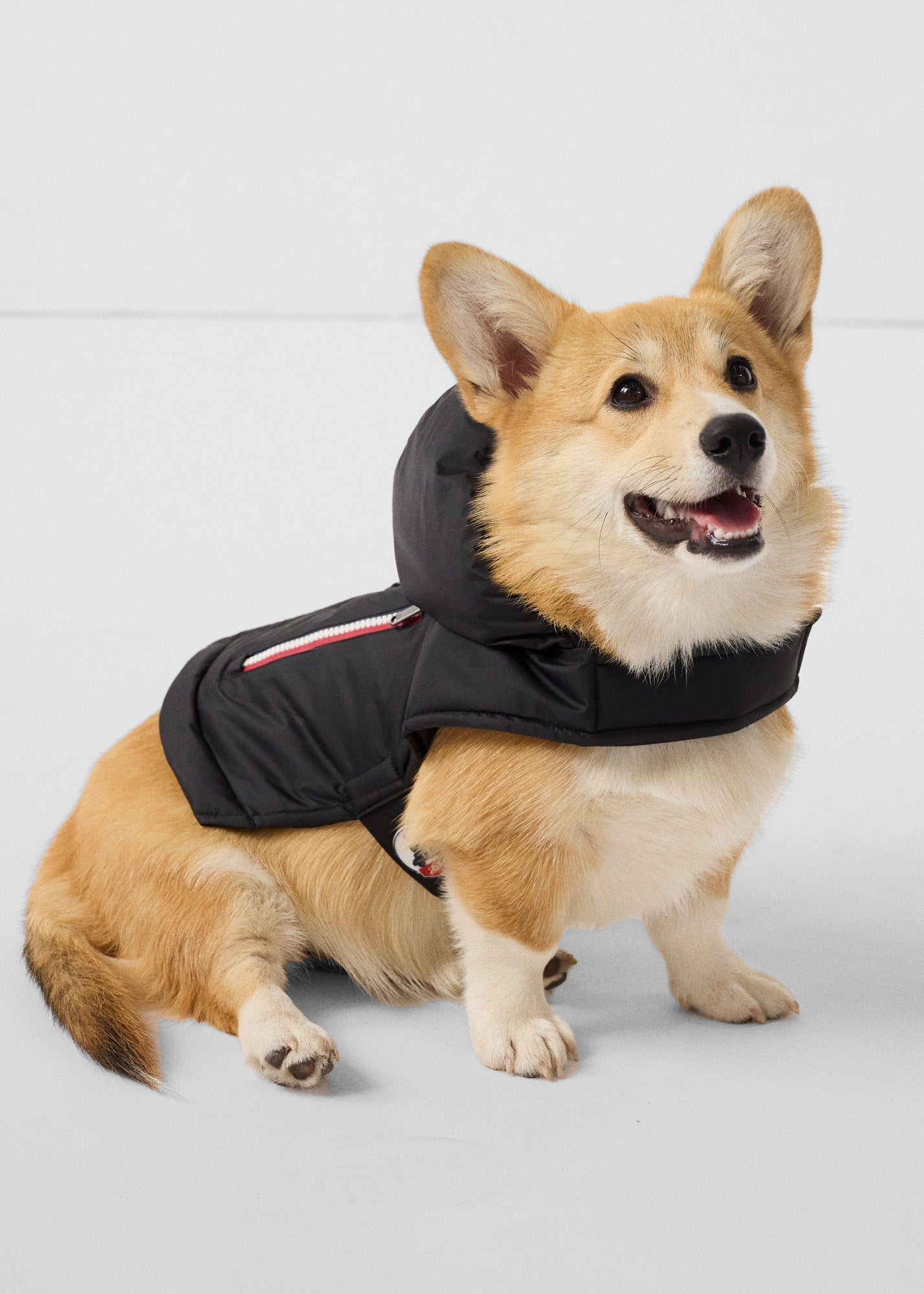 Imperméable pour chien Noir Balto