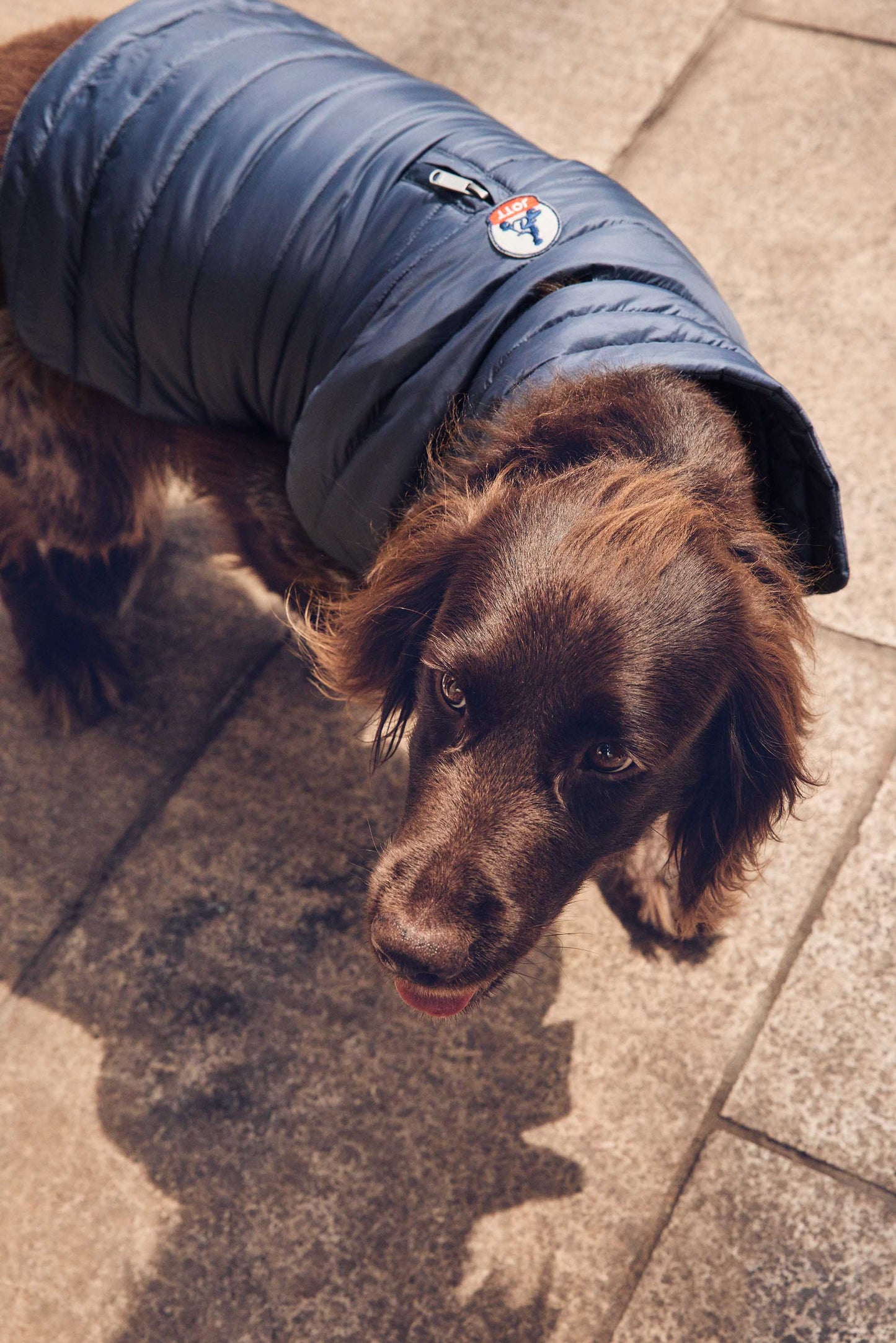 Doudoune pour chien Bluestone Cutie